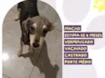 Pituxo
