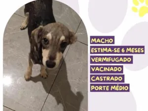 Cachorro raça SRD-ViraLata idade 2 a 6 meses nome Pituxo