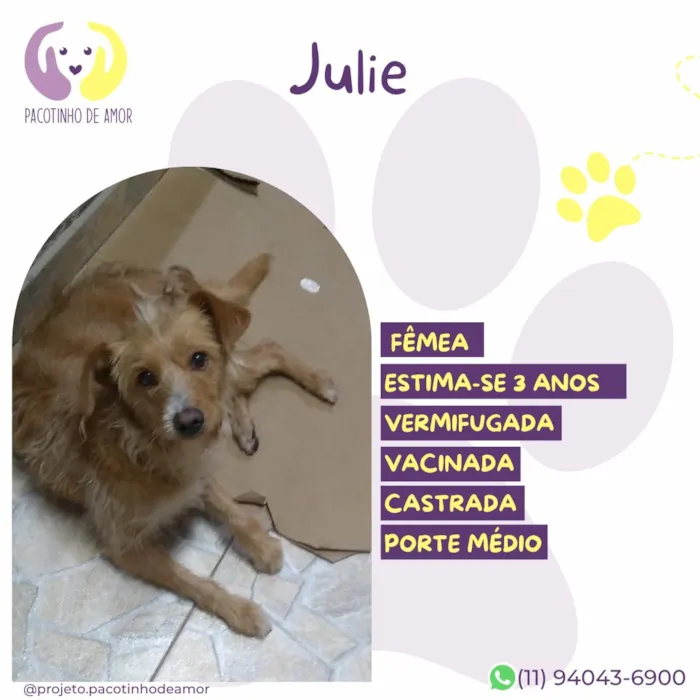 Cachorro raça SRD-ViraLata idade 3 anos nome Julie
