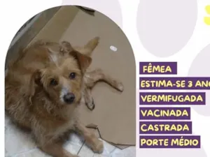 Cachorro raça SRD-ViraLata idade 3 anos nome Julie