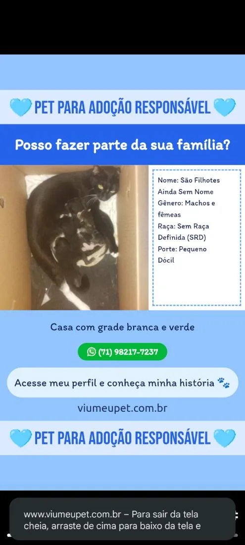 Gato raça SRD-ViraLata idade Abaixo de 2 meses nome ainda sem nome, são os filhotes 