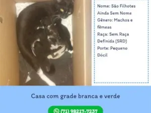Gato raça SRD-ViraLata idade Abaixo de 2 meses nome ainda sem nome, são os filhotes 