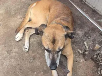 Cachorro raça SRD-ViraLata idade 3 anos nome Amarelo