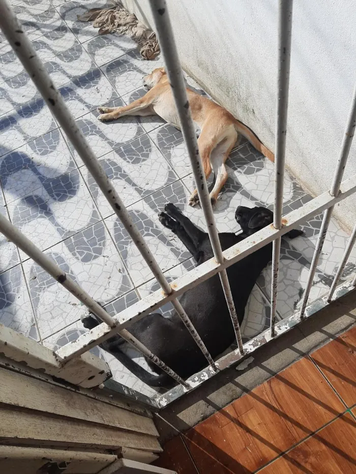 Cachorro raça SRD-ViraLata idade 2 a 6 meses nome Bob e apolo