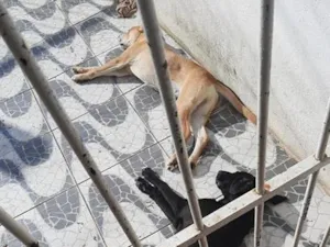 Cachorro raça SRD-ViraLata idade 2 a 6 meses nome Bob e apolo