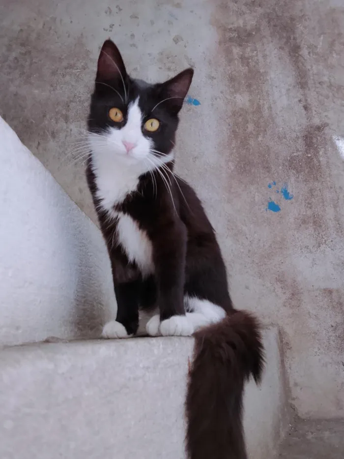 Gato raça SRD-ViraLata idade 7 a 11 meses nome Pantufinha e Julie