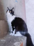 Pantufinha e Julie