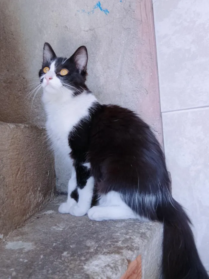 Gato raça SRD-ViraLata idade 7 a 11 meses nome Pantufinha e Julie