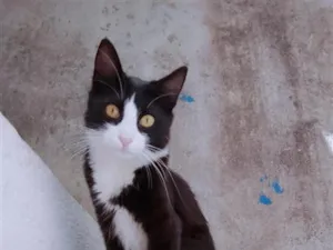 Gato raça SRD-ViraLata idade 7 a 11 meses nome Pantufinha e Julie