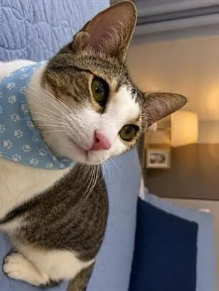 Gato raça SRD-ViraLata idade 7 a 11 meses nome Theo