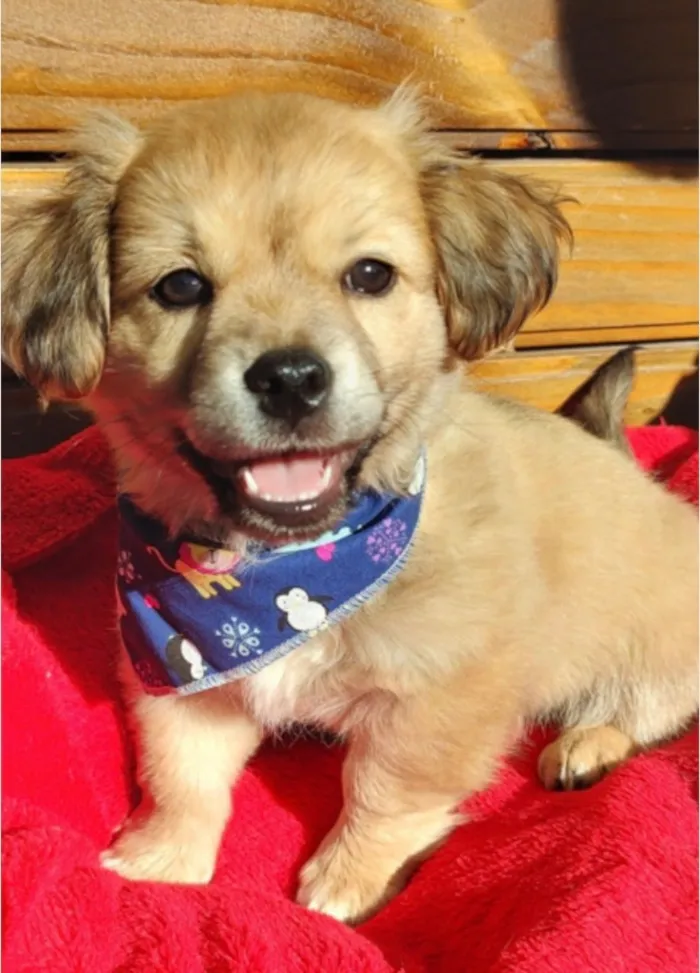 Cachorro raça SRD-ViraLata idade 2 a 6 meses nome Bob 