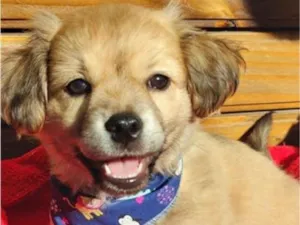 Cachorro raça SRD-ViraLata idade 2 a 6 meses nome Bob 