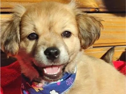 Cachorro raça SRD-ViraLata idade 2 a 6 meses nome Bob 