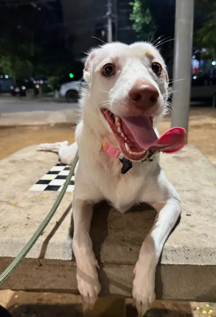 Cachorro raça SRD-ViraLata idade 5 anos nome Ully