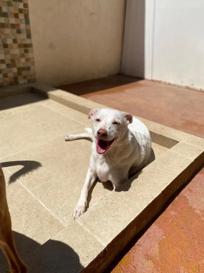 Cachorro raça SRD-ViraLata idade 5 anos nome Ully