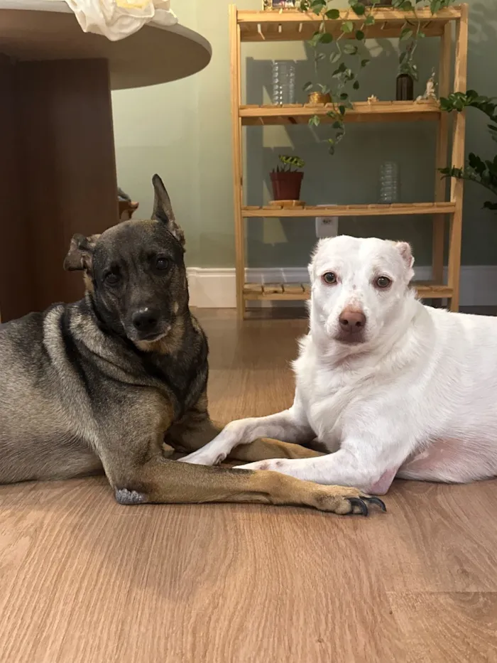 Cachorro raça SRD-ViraLata idade 5 anos nome Ully