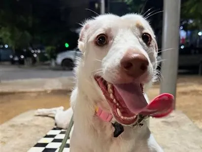 Cachorro raça SRD-ViraLata idade 5 anos nome Ully