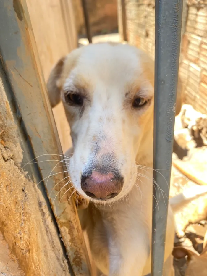 Cachorro raça SRD-ViraLata idade 1 ano nome Luna