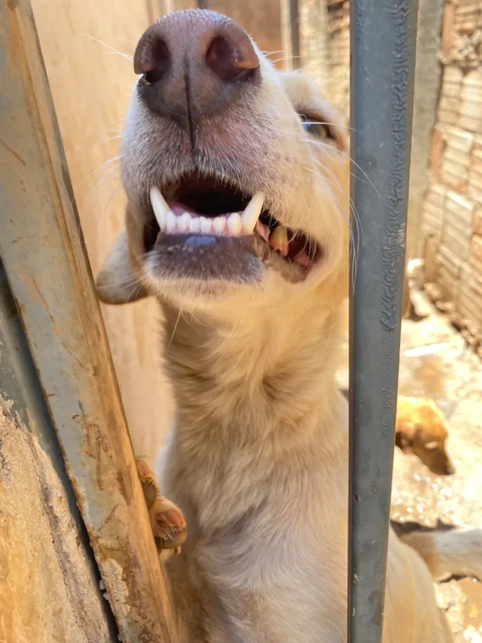 Cachorro raça SRD-ViraLata idade 1 ano nome Luna