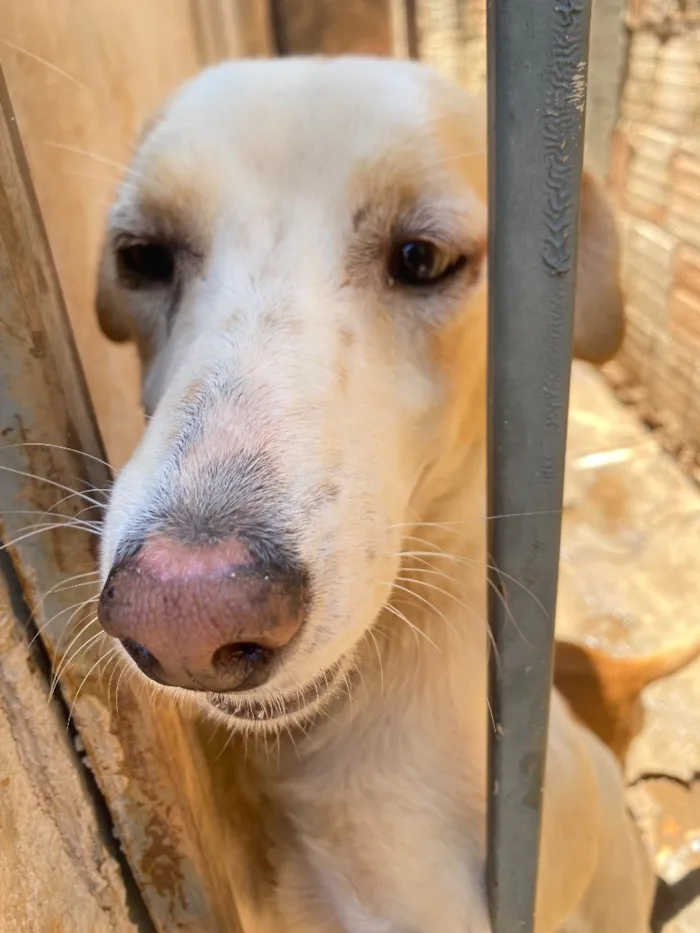 Cachorro raça SRD-ViraLata idade 1 ano nome Luna