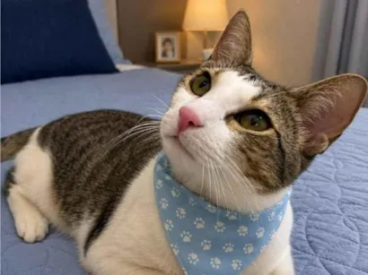 Gato raça SRD-ViraLata idade 7 a 11 meses nome Theo