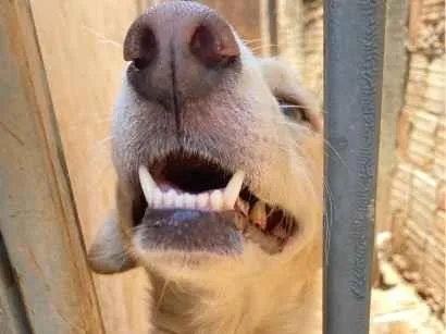 Cachorro raça SRD-ViraLata idade 1 ano nome Luna