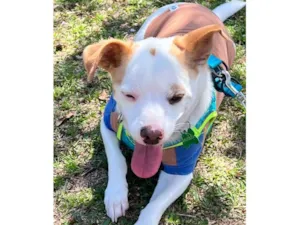 Cachorro raça SRD-ViraLata idade 6 ou mais anos nome Freddy