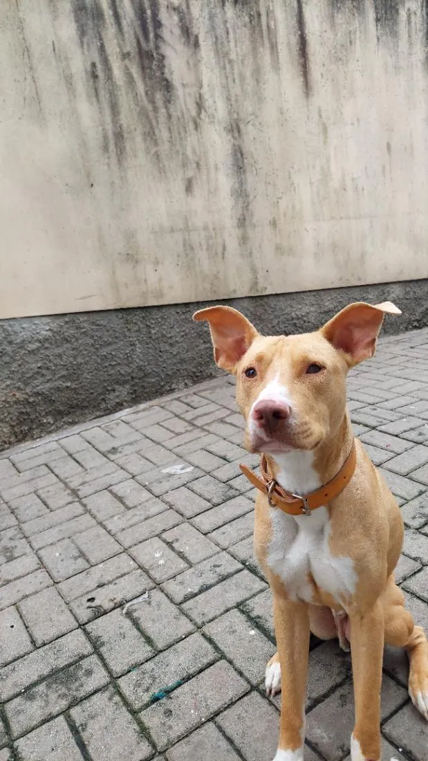 Cachorro raça SRD-ViraLata idade 7 a 11 meses nome José