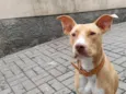José