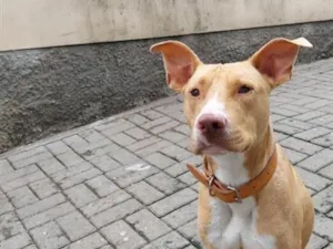 Cachorro raça SRD-ViraLata idade 7 a 11 meses nome José