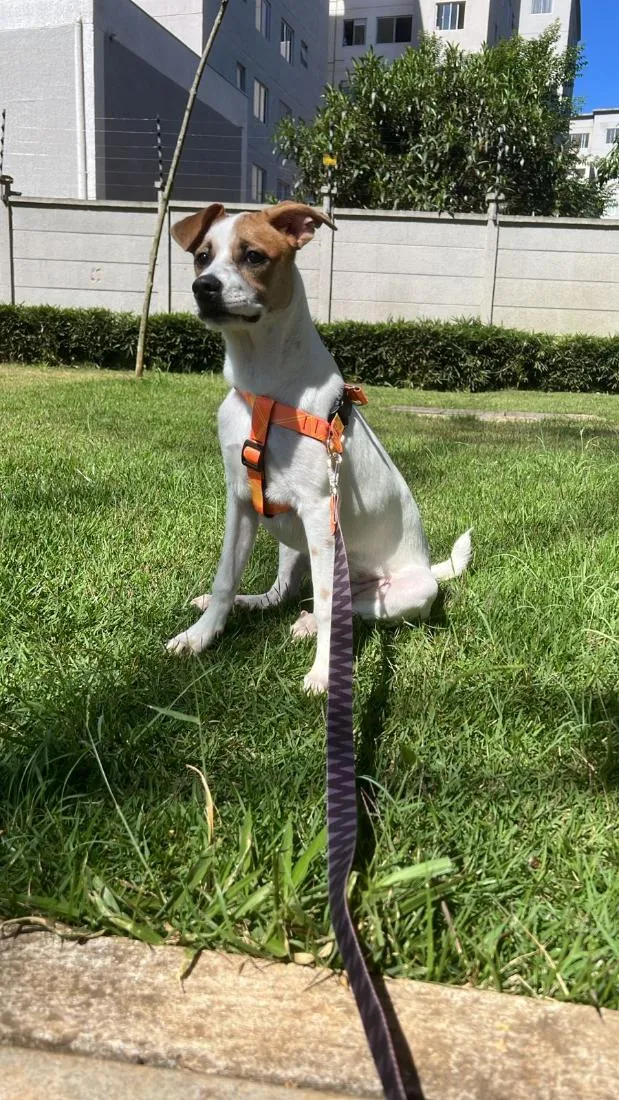 Cachorro raça SRD-ViraLata idade 1 ano nome Max
