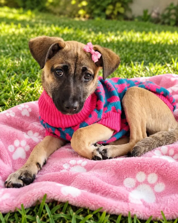 Cachorro raça SRD-ViraLata idade 2 a 6 meses nome Esmeralda