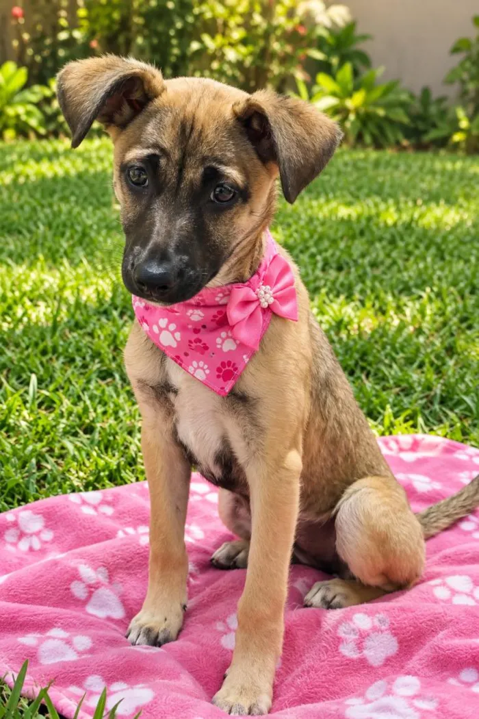 Cachorro raça SRD-ViraLata idade 2 a 6 meses nome Esmeralda