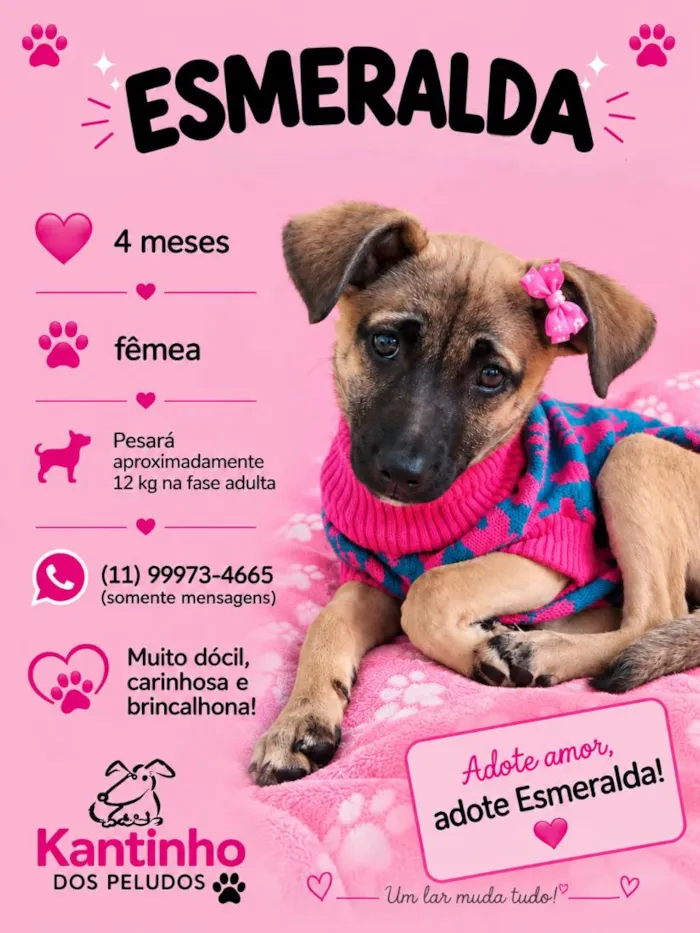 Cachorro raça SRD-ViraLata idade 2 a 6 meses nome Esmeralda