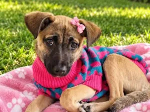 Cachorro raça SRD-ViraLata idade 2 a 6 meses nome Esmeralda