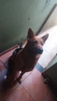 Apolo