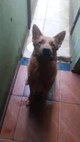 Apolo