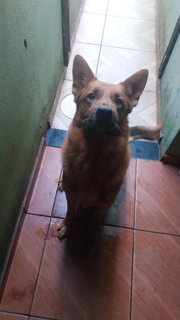 Cachorro raça Pastor Alemão idade 2 anos nome Apolo