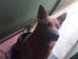 Apolo