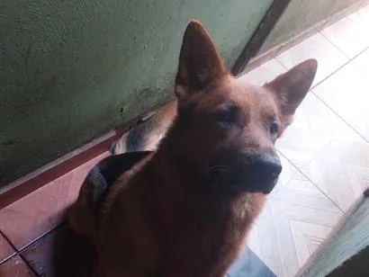 Cachorro raça Pastor Alemão idade 2 anos nome Apolo