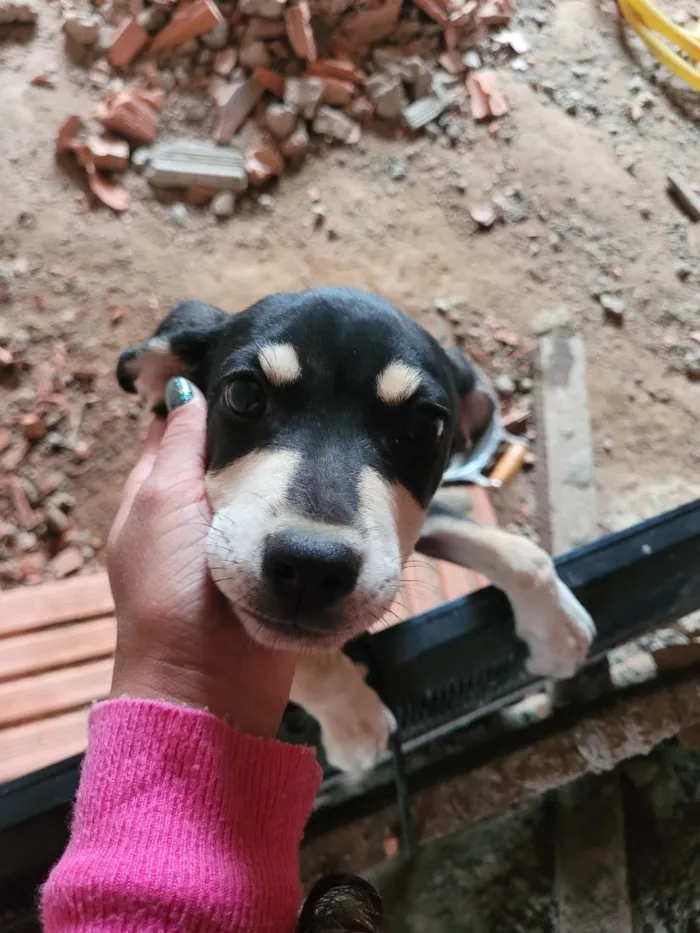 Cachorro raça SRD-ViraLata idade 1 ano nome Lessy