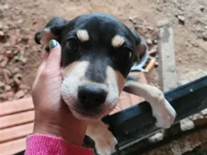 Cachorro raça SRD-ViraLata idade 1 ano nome Lessy