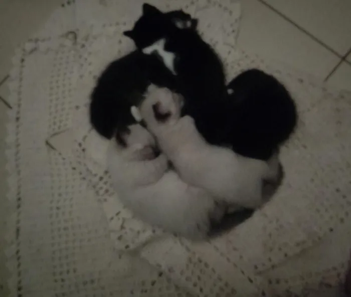 Gato raça SRD-ViraLata idade 2 a 6 meses nome recém nacidos