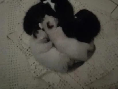 Gato raça SRD-ViraLata idade 2 a 6 meses nome recém nacidos
