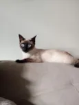 Safira