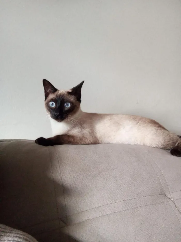 Gato raça Siamês idade 1 ano nome Safira