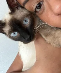 Gato raça Siamês idade 1 ano nome Safira