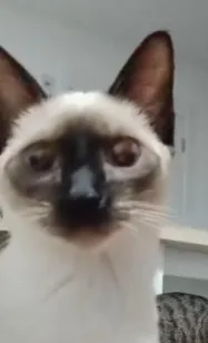 Gato raça Siamês idade 1 ano nome Safira