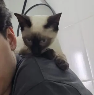 Gato raça Siamês idade 1 ano nome Safira
