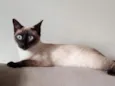 Safira